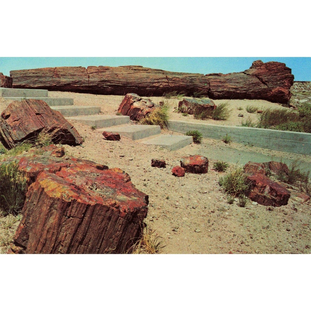 Vintage Old Faithful Log Petrified Forest National Park Arizona Postcard RMF-644